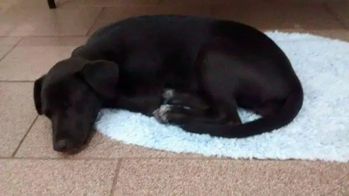 Cachorro ra a SRD idade 2 a 6 meses nome DAMINHA