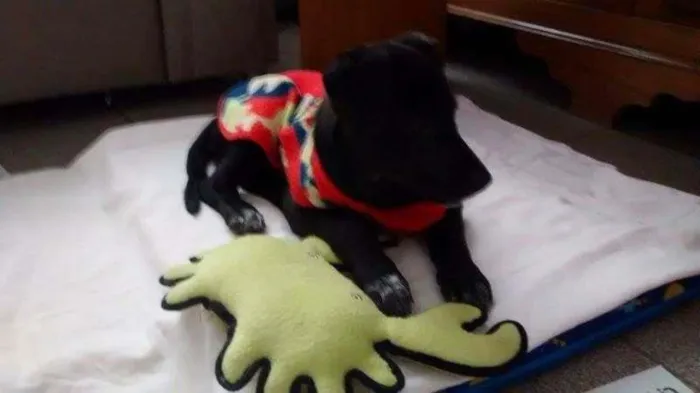Cachorro ra a SRD idade 2 a 6 meses nome DAMINHA