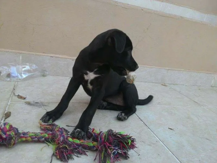 Cachorro ra a SRD idade 2 a 6 meses nome DAMINHA