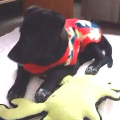 Cachorro ra a SRD idade 2 a 6 meses nome DAMINHA