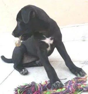 Cachorro raça SRD idade 2 a 6 meses nome DAMINHA