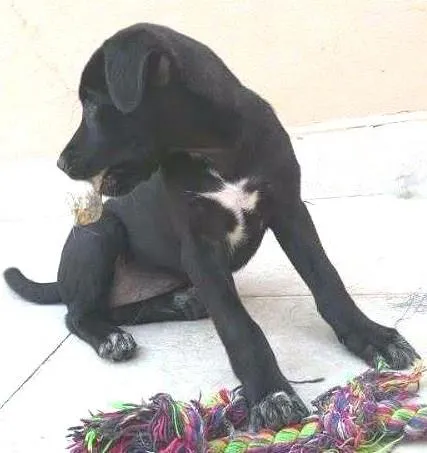 Cachorro ra a SRD idade 2 a 6 meses nome DAMINHA