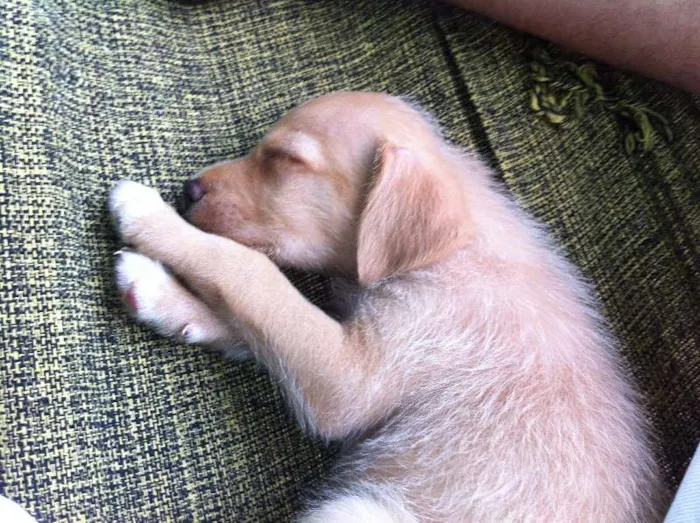 Cachorro ra a vira lata com labrador idade 1 ano nome teddy