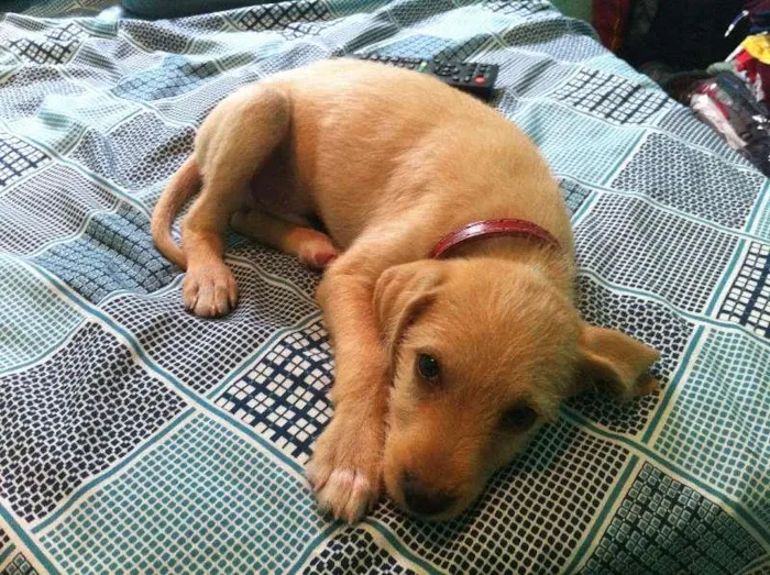 Cachorro ra a vira lata com labrador idade 1 ano nome teddy