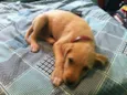 teddy