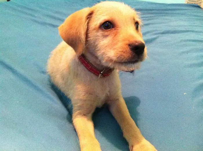 Cachorro ra a vira lata com labrador idade 1 ano nome teddy
