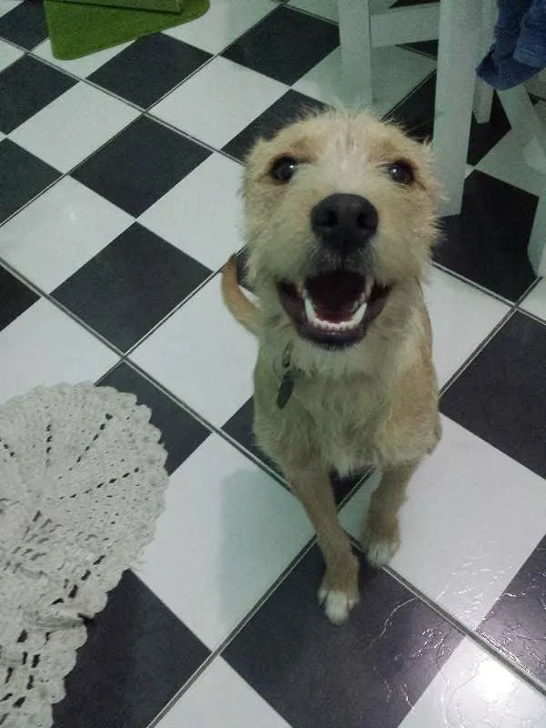 Cachorro ra a vira lata com labrador idade 1 ano nome teddy