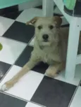 teddy