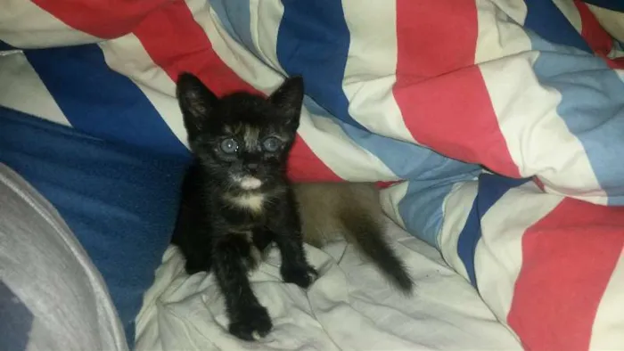 Gato ra a SRD idade Abaixo de 2 meses nome Isis e Basted
