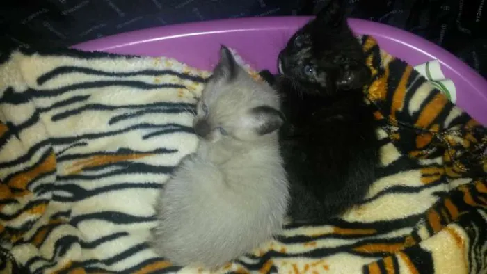 Gato ra a SRD idade Abaixo de 2 meses nome Isis e Basted