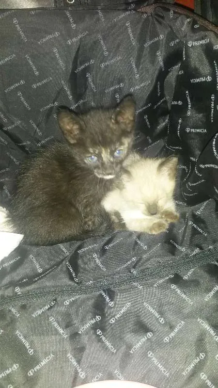 Gato ra a SRD idade Abaixo de 2 meses nome Isis e Basted