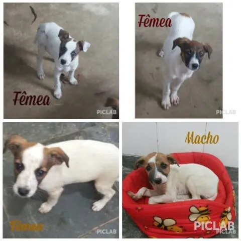 Cachorro ra a SRD idade Abaixo de 2 meses nome sem nomes