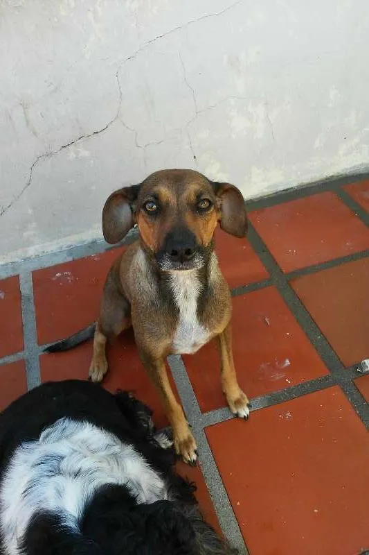 Cachorro ra a sandy(SRD), Marley ( cocker) e os filhotes filhos idade 7 a 11 meses nome sandy e marley (adu