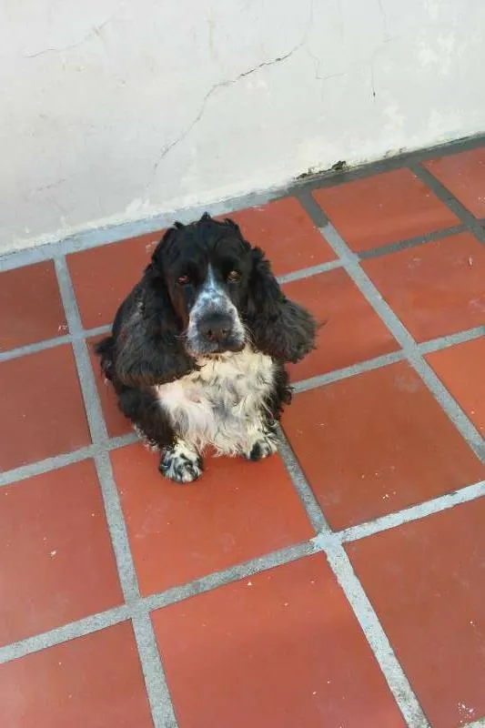 Cachorro ra a sandy(SRD), Marley ( cocker) e os filhotes filhos idade 7 a 11 meses nome sandy e marley (adu