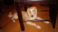 Areinha