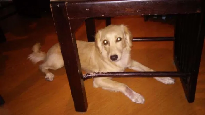 Cachorro ra a SRD idade 1 ano nome Areinha