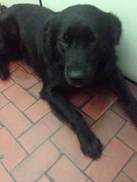 Cachorro raça SRD idade 2 anos nome Bob