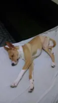 Bonito