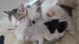 Bebês gatos