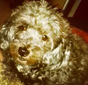 Cachorro raça Poodle idade 5 anos nome Juju