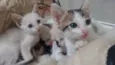 Bebês gatos
