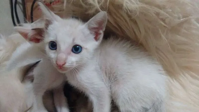 Gato ra a  idade 2 a 6 meses nome Bebês gatos