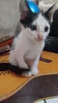 Bebês gatos