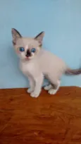 Bebês gatos