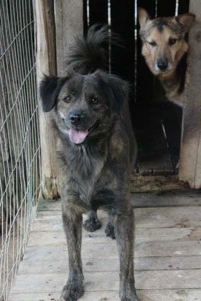Cachorro ra a misto idade 2 anos nome Alita
