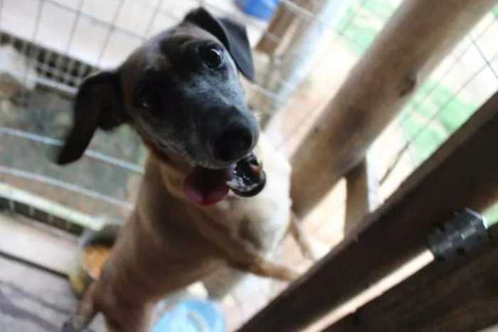 Cachorro ra a misto idade 4 anos nome Salomé