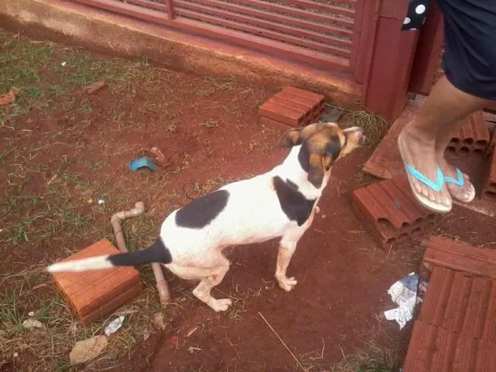 Cachorro ra a vira-lata idade 1 ano nome binho