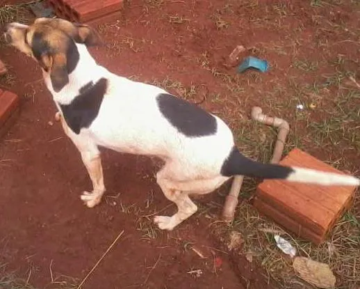 Cachorro ra a vira-lata idade 1 ano nome binho