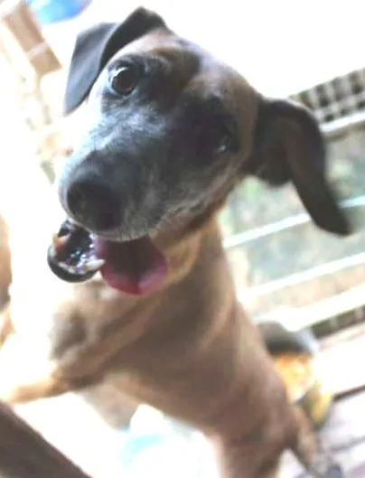 Cachorro ra a misto idade 4 anos nome Salomé