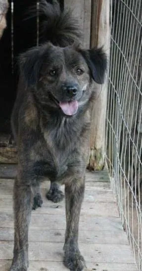 Cachorro raça misto idade 2 anos nome Alita