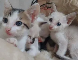 Gato raça  idade 2 a 6 meses nome Bebês gatos