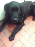 Bob