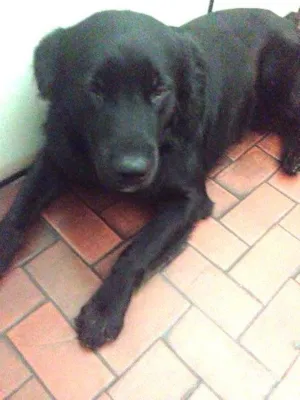 Cachorro raça SRD idade 2 anos nome Bob