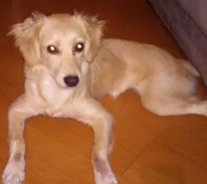 Cachorro raça SRD idade 1 ano nome Areinha
