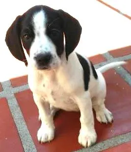 Cachorro ra a sandy(SRD), Marley ( cocker) e os filhotes filhos idade 7 a 11 meses nome sandy e marley (adu