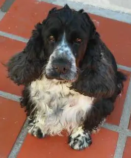 Cachorro ra a sandy(SRD), Marley ( cocker) e os filhotes filhos idade 7 a 11 meses nome sandy e marley (adu