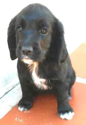 Cachorro raça sandy(SRD), Marley ( cocker) e os filhotes filhos idade 7 a 11 meses nome sandy e marley (adu