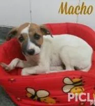 Cachorro raça SRD idade Abaixo de 2 meses nome sem nomes