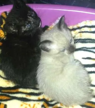 Gato ra a SRD idade Abaixo de 2 meses nome Isis e Basted