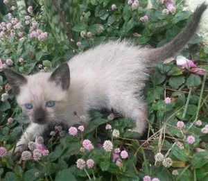 Gato raça SRD idade Abaixo de 2 meses nome Isis e Basted