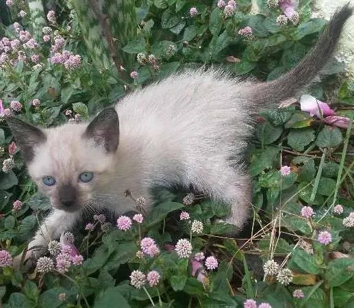 Gato ra a SRD idade Abaixo de 2 meses nome Isis e Basted