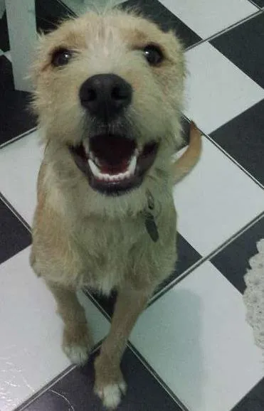 Cachorro ra a vira lata com labrador idade 1 ano nome teddy