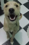 teddy