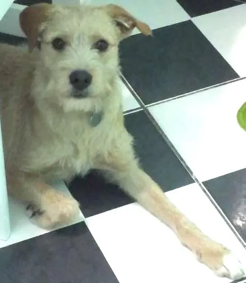 Cachorro ra a vira lata com labrador idade 1 ano nome teddy