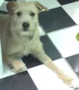 teddy