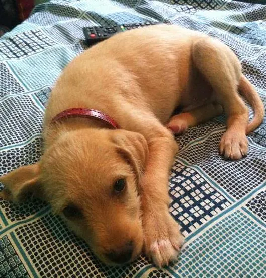 Cachorro ra a vira lata com labrador idade 1 ano nome teddy